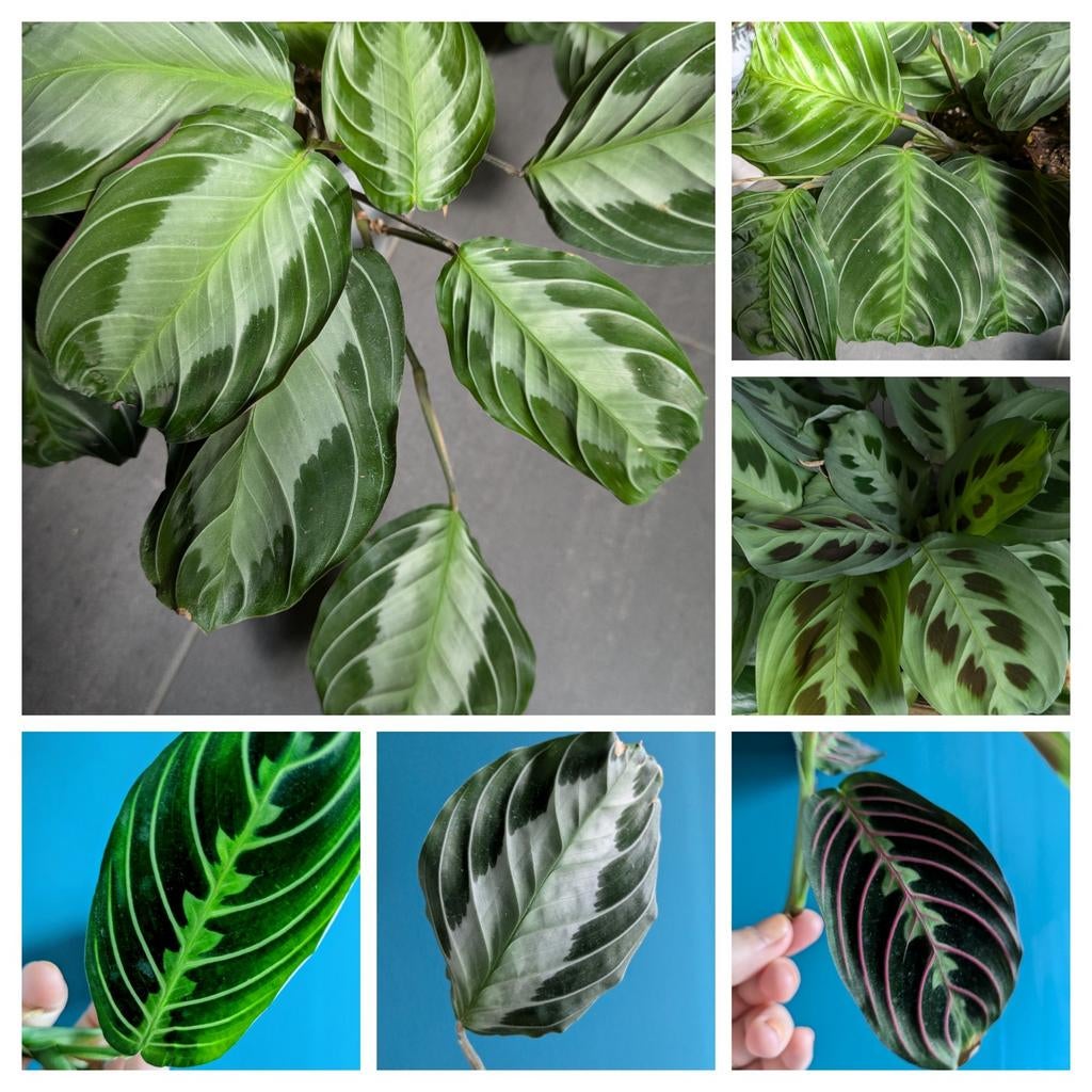 Diverse soorten Maranta stekjes, Ophalen of Verzenden, Halfschaduw, Minder dan 100 cm