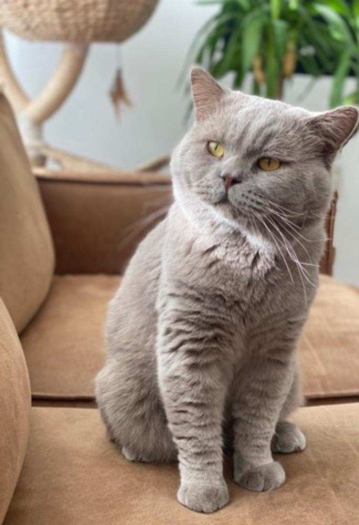 BRITS BRITSE KORTHAAR DEKKATER (Recent getest op fiv/felv)!, Dieren en Toebehoren, Katten en Kittens | Dekkaters, 3 tot 5 jaar