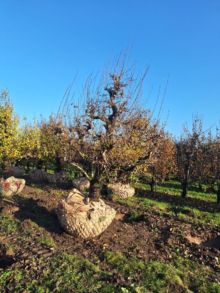 Oude perenboom Doyenné du Comice 75 jaar, Ophalen, 250 tot 400 cm, Perenboom, Lente