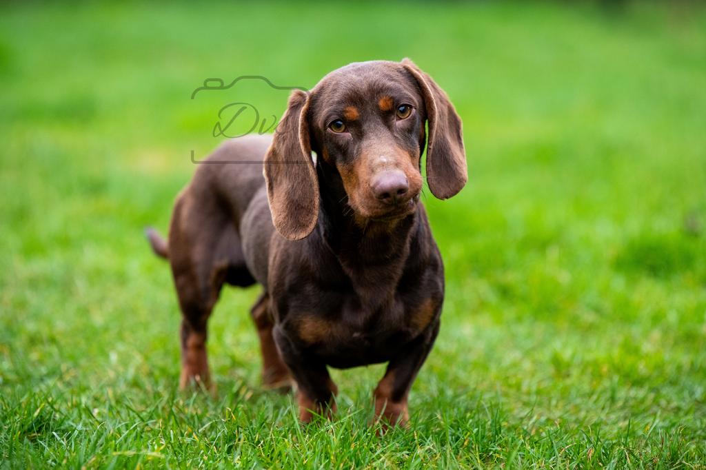 Choco&Tan goedgekeurde teckel reu ter dekking HDa/EDvrij, Reu, 1 tot 2 jaar, Parvo, Eén hond