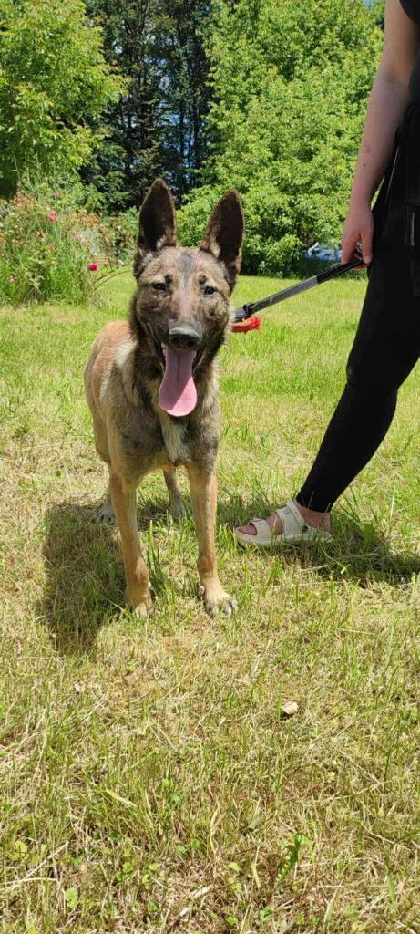 LEXA – Slimme krachtpatser met een groot knuffelgehalte, Dieren en Toebehoren, Honden | Niet-rashonden, Particulier, 1 tot 2 jaar