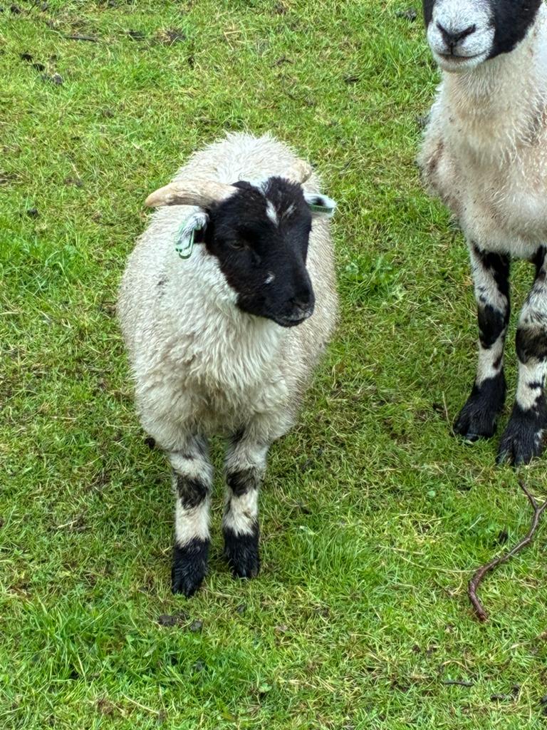 Ramlam Scottish blackface, Dieren en Toebehoren, Schapen, Geiten en Varkens