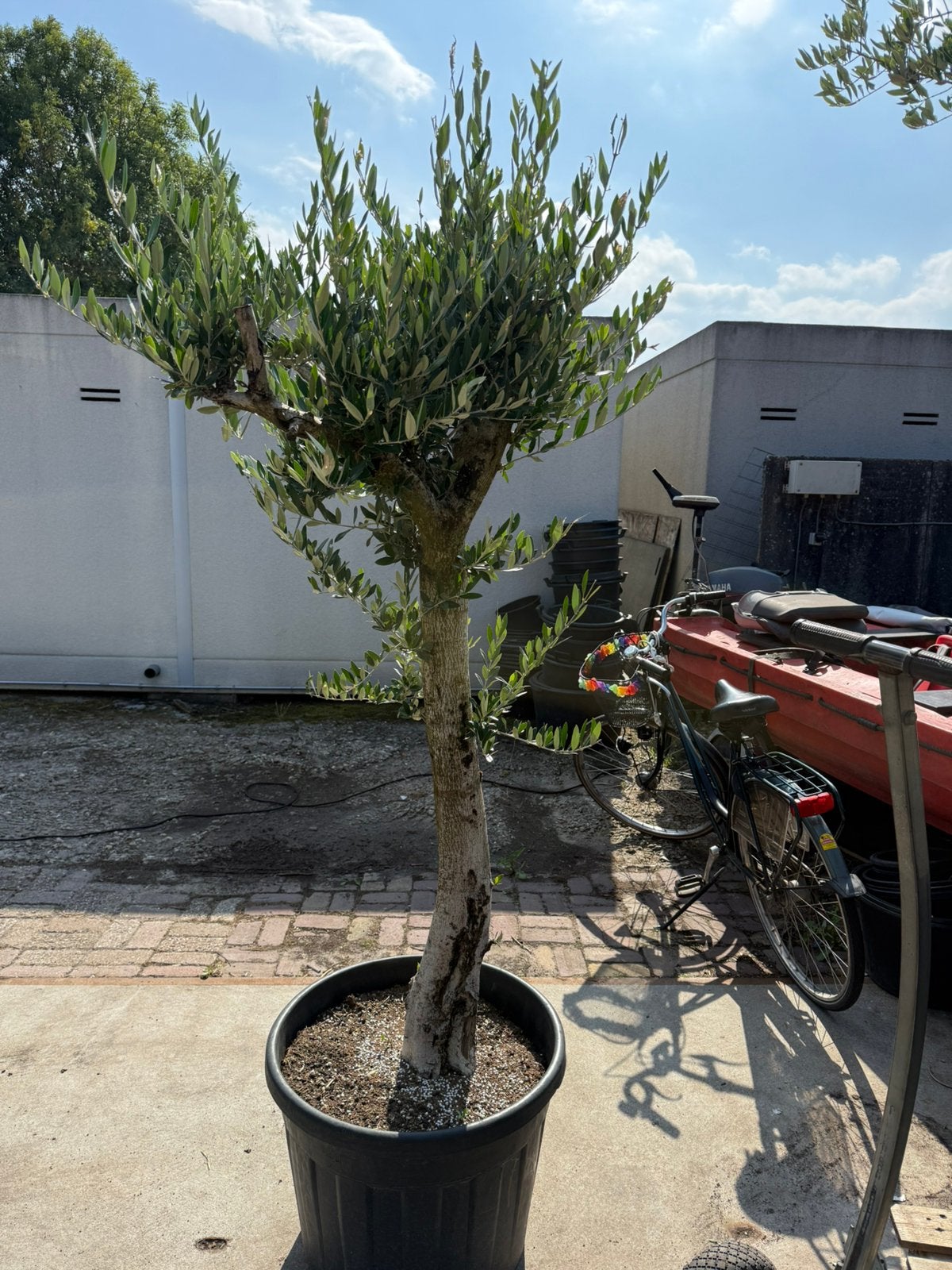 Olijfboom hoog 175 cm boven de pot mooi rustieke boom 150,-, Volle zon, Vaste plant, Zomer, Ophalen