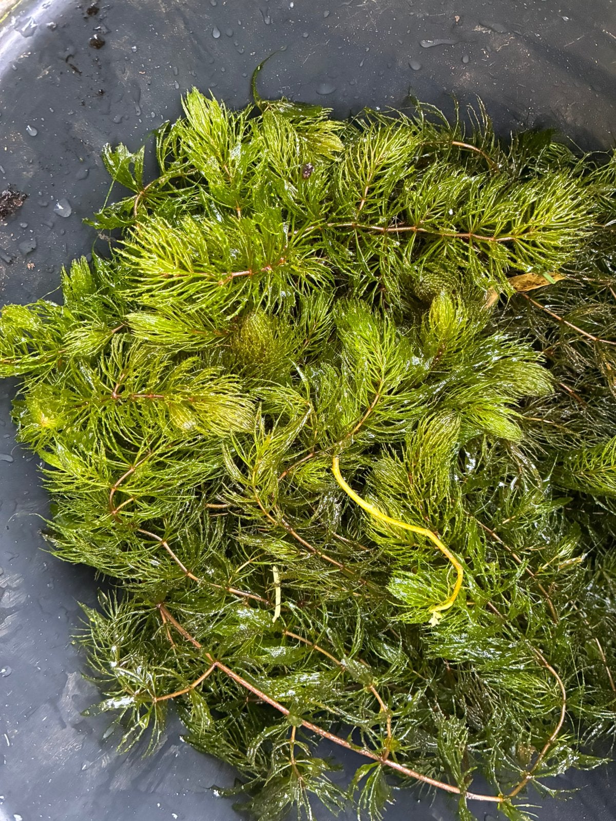 Zuurstof planten Grof Hoornblad, Tuin en Terras, Vijvers, Ophalen, Zo goed als nieuw