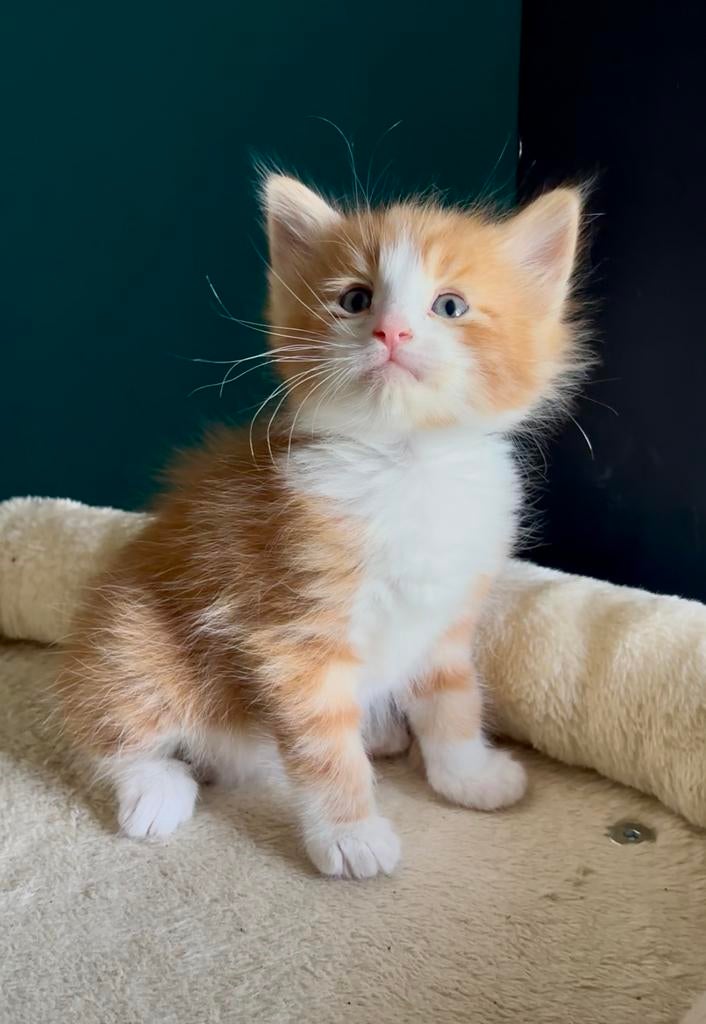 Prachtige zuivere Noorse Boskat kittens, Dieren en Toebehoren, Meerdere dieren, Ontwormd