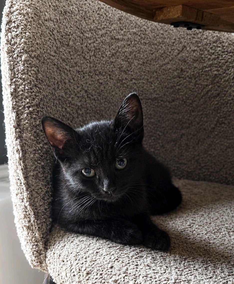 2 Kittens   beschikbaar mogen direct mee, Meerdere dieren, Kortharig, 0 tot 2 jaar