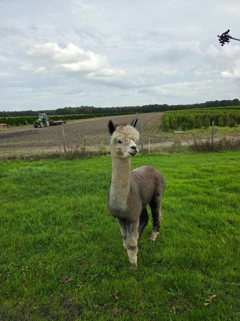 Alpaca stamboek dekhengst te koop of te ruil, Mannelijk, Alpaca, 3 tot 5 jaar