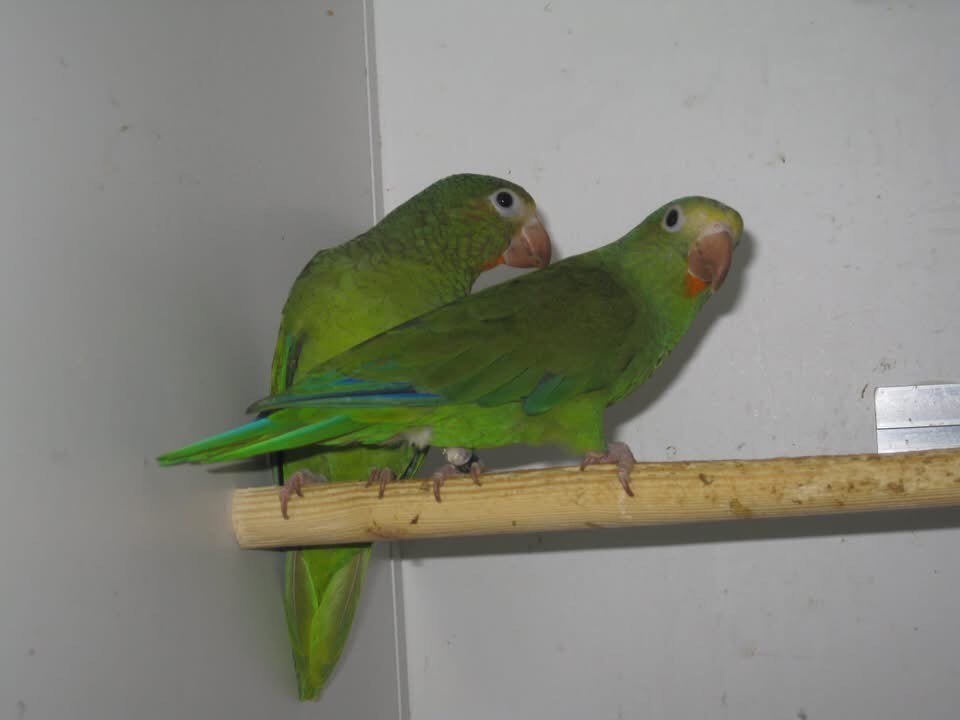 Brotogeris cyanoptera, Meerdere dieren, Parkiet