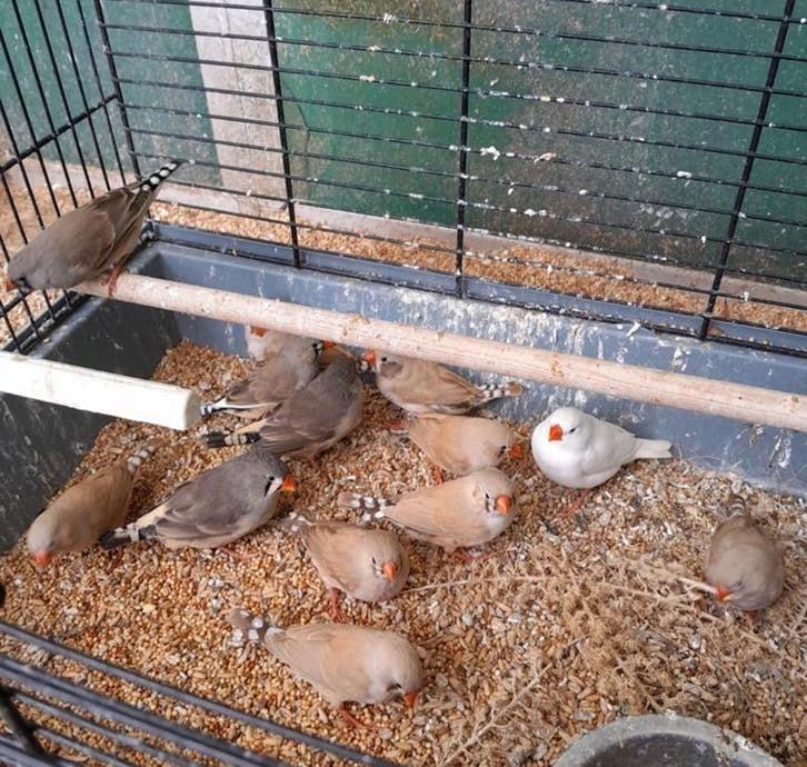 Jonge zebravinken! Mooie kleuren!, Dieren en Toebehoren, Meerdere dieren, Tropenvogel