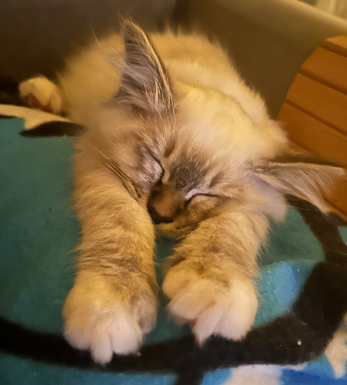 Heilige Birmaan kittens met Stamboom €1000., Meerdere dieren