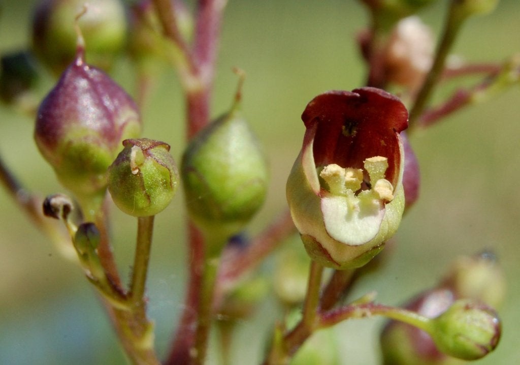 5 verschillende vaste planten overige kleuren & 1 varen, Ophalen of Verzenden, Vaste plant, Overige soorten, Halfschaduw