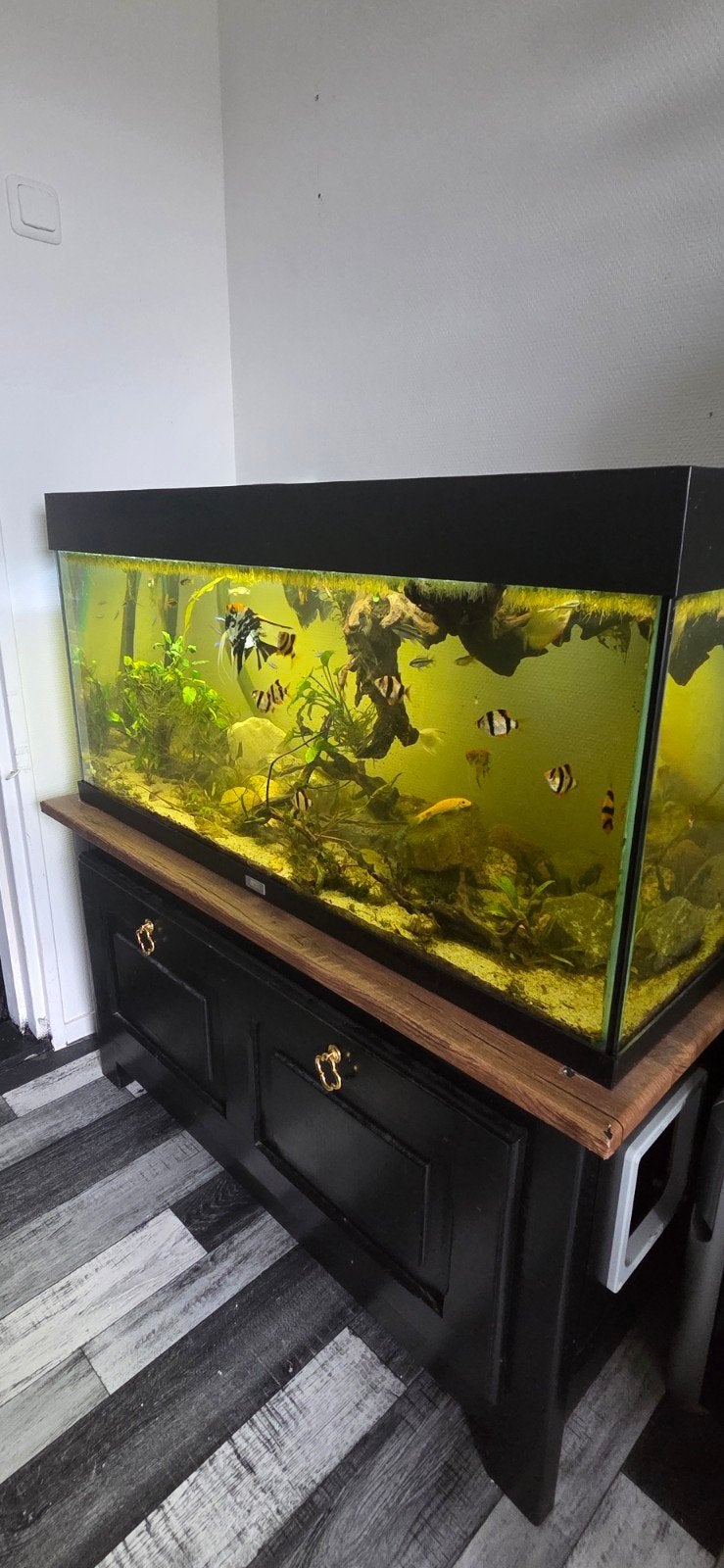 Aquarium juwel 180, Dieren en Toebehoren, Ophalen, Zo goed als nieuw, Gevuld zoetwateraquarium
