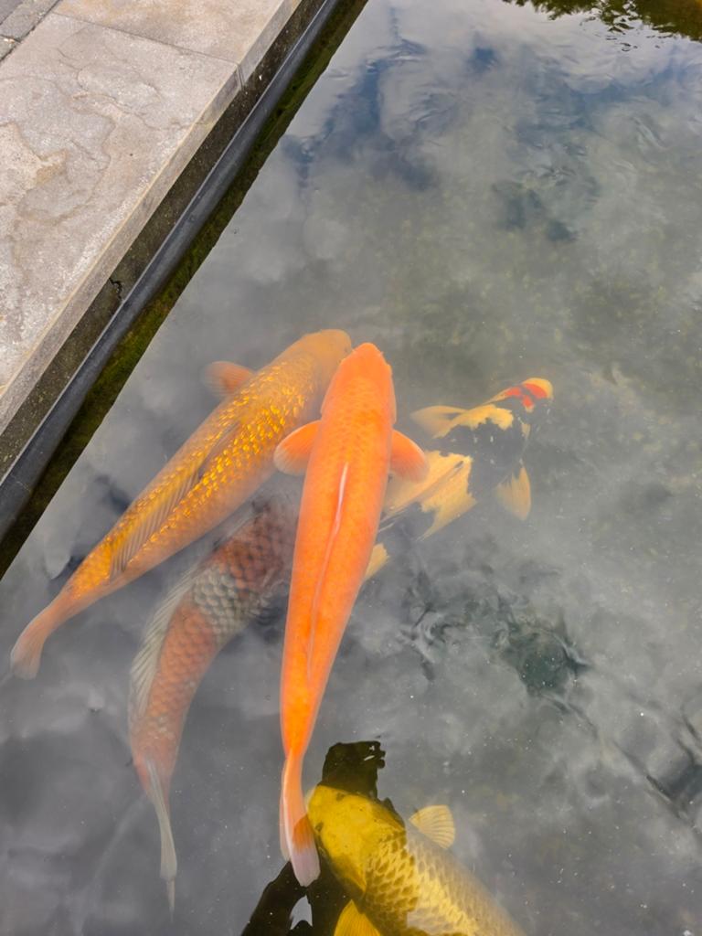 SFF Super Mango Karashigoi 55cm MOET WEG, Karper of Koi