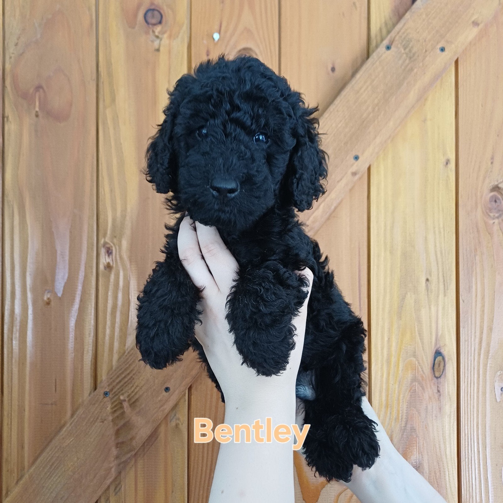 Medium Labradoodle reutje direct beschikbaar, Parvo, Overige rassen, 8 tot 15 weken, Meerdere