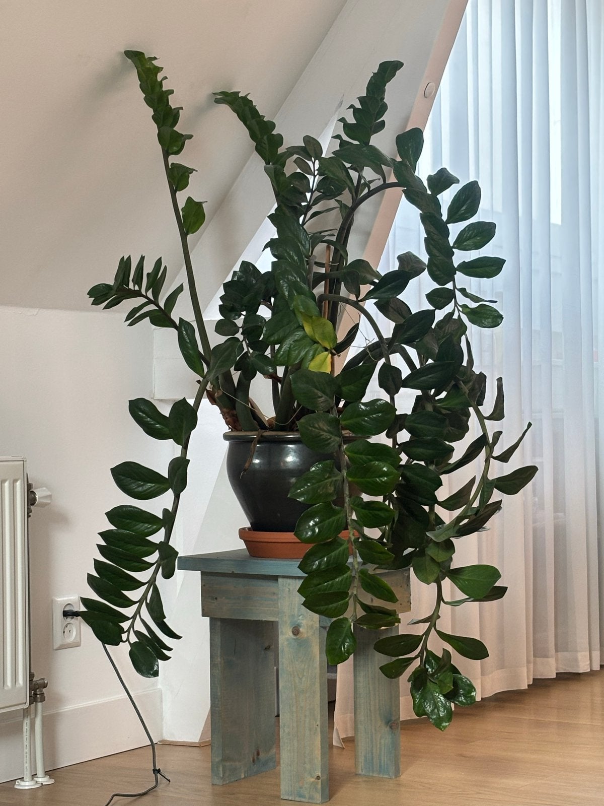 Grote Zamioculcas plant in zwarte pot, Huis en Inrichting, Ophalen, Groen, Gebruikt, Natuurlijk materiaal