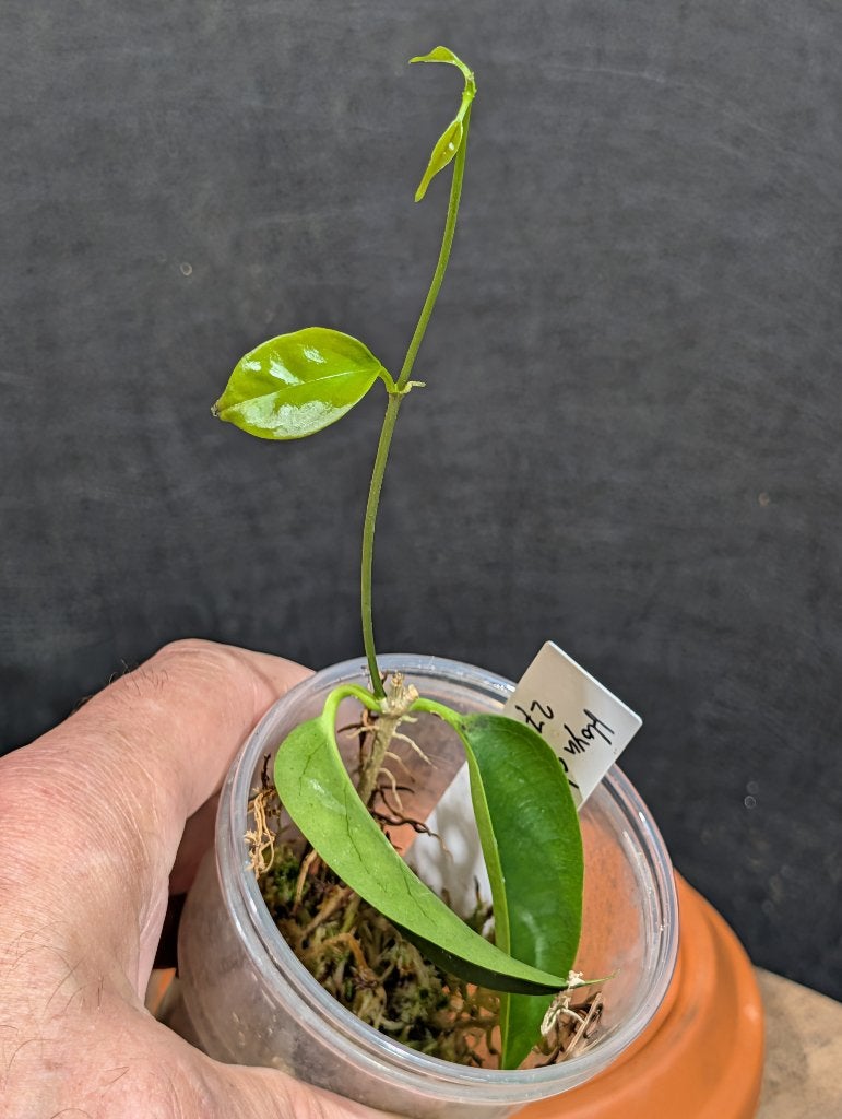 Hoya chloroleuca, Overige soorten, Minder dan 100 cm, Bloeiende kamerplant, Halfschaduw