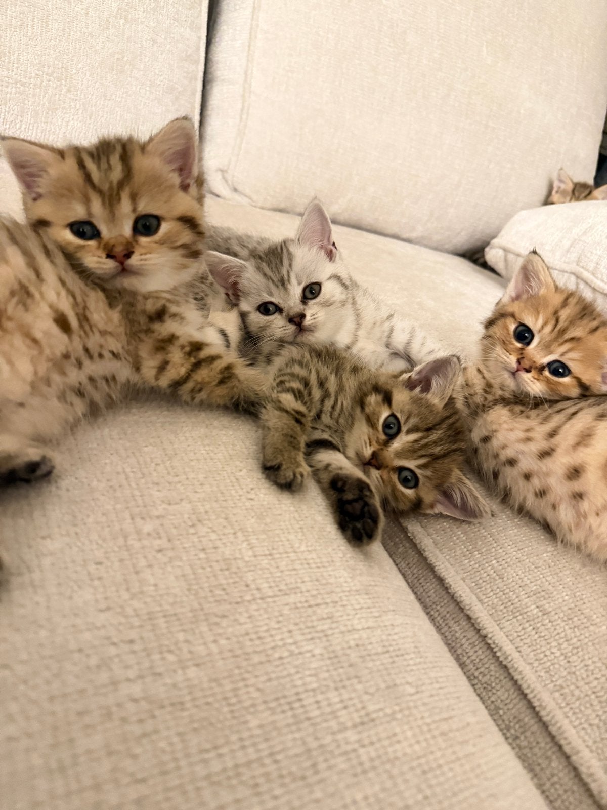 Prachtige Rasechte Britse korthaar kittens, Meerdere dieren, Met stamboom