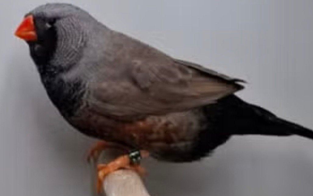 Grote charcoal zebravink mannen 2x, Dieren en Toebehoren, Mannelijk, Geringd