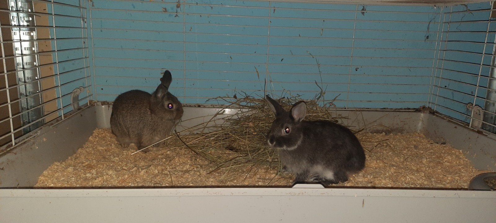 2 Voedsters te koop!, Meerdere dieren, Klein, 0 tot 2 jaar