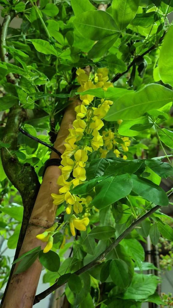 Mooie soorten sier laan en fruitbomen leibomen dakbomem, Ophalen, Volle zon, Overige soorten