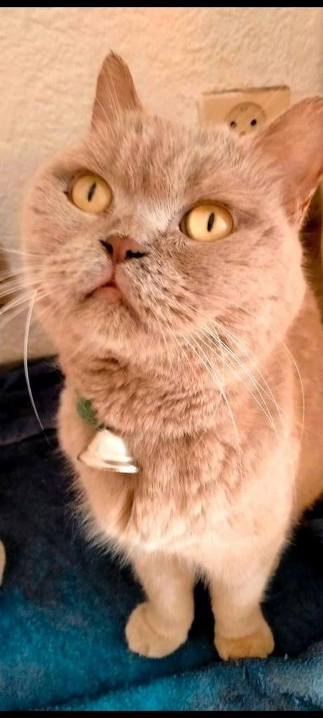 Brits als korthaar kittens