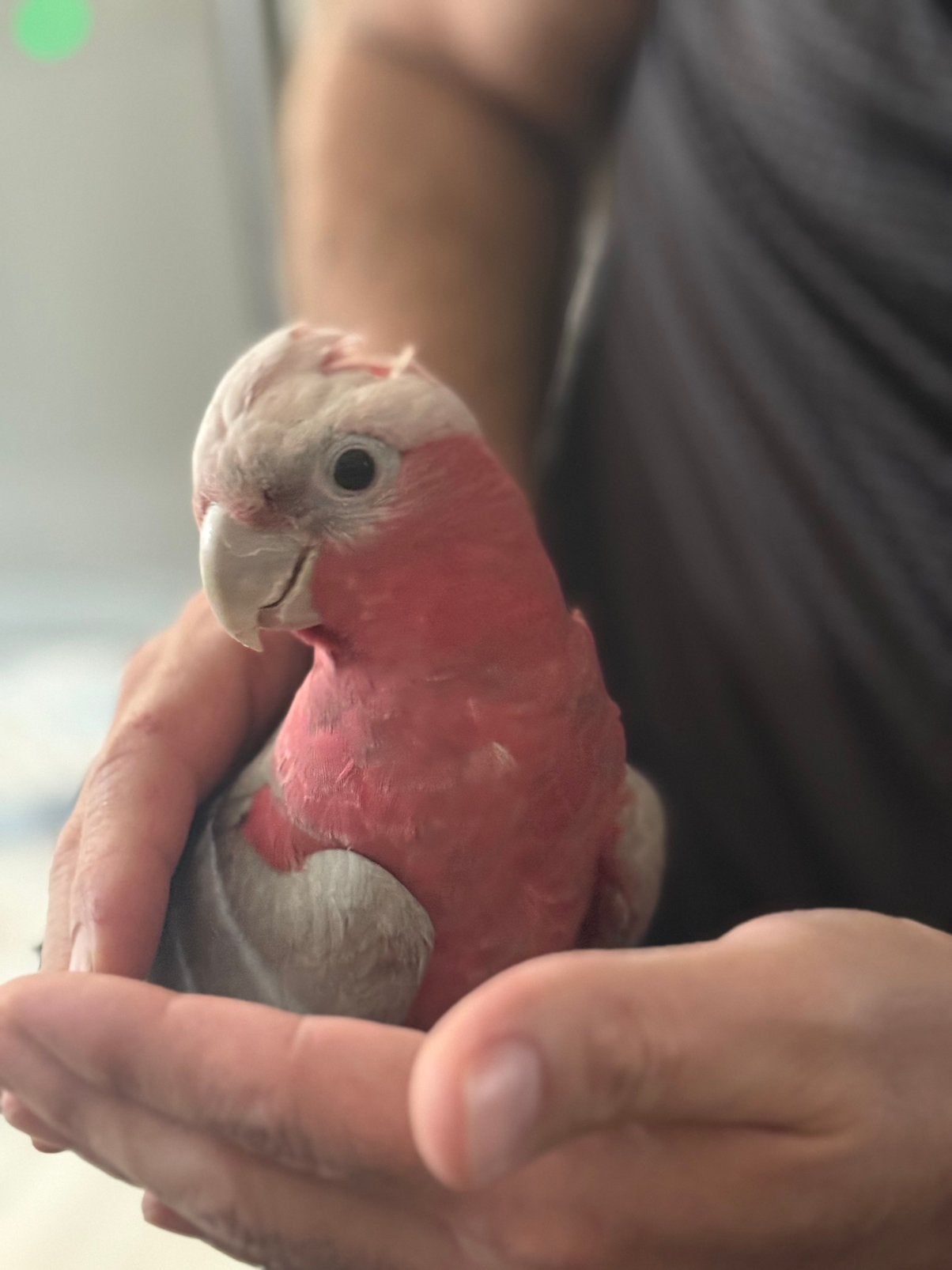 Roze kaketoe, Dieren en Toebehoren, Vogels | Parkieten en Papegaaien, Mannelijk, Papegaai