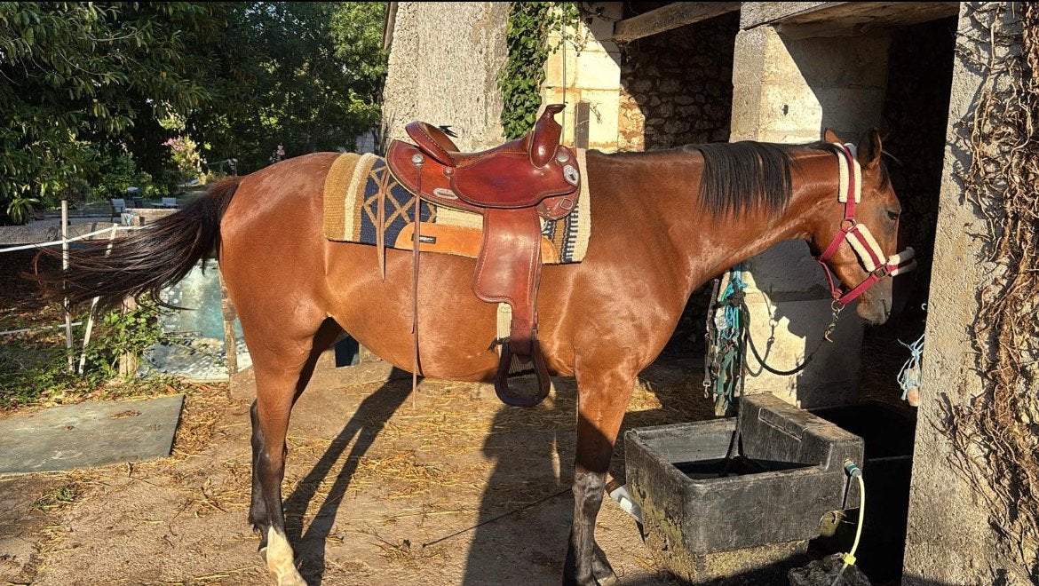 Mooi Westernzadel ‘ crates’, Ophalen of Verzenden, Zo goed als nieuw, Dressuur
