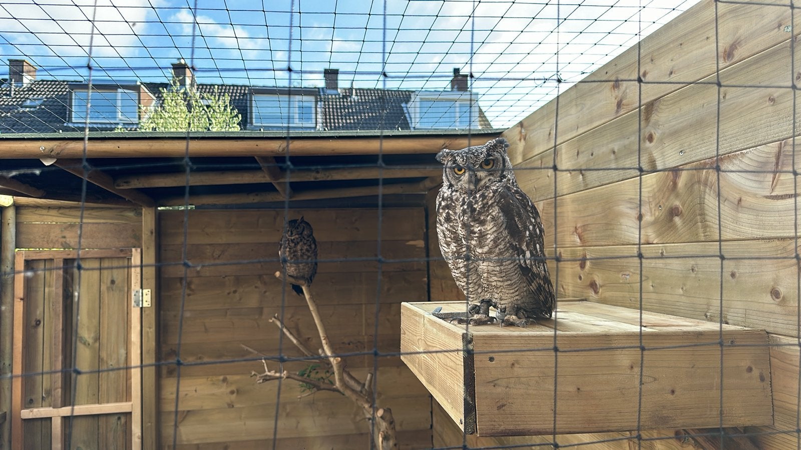 Koppel afrikaanse oehoes, Dieren en Toebehoren, Meerdere dieren, Roofvogel, Geringd