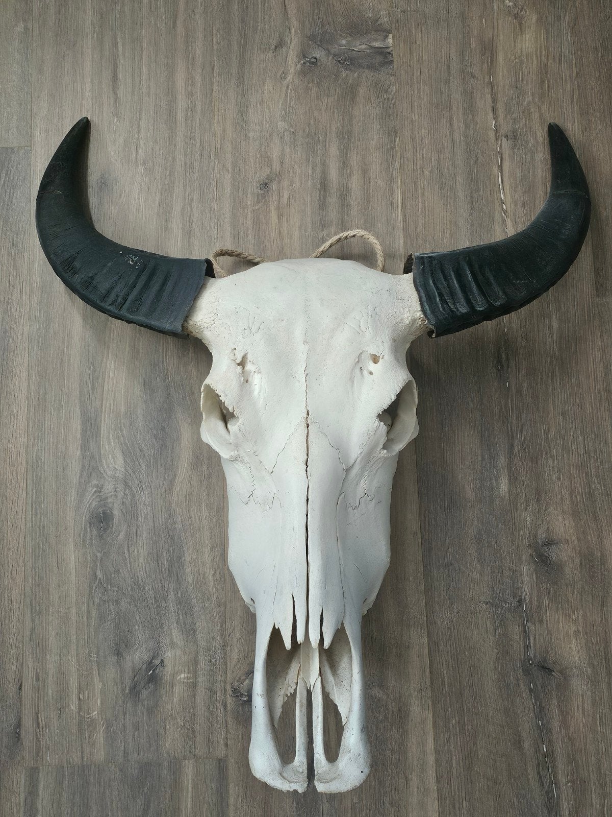 Echte Waterbuffel Schedel met Hoorns - Decoratie, Ophalen of Verzenden, Gebruikt, Boerderijdier, Schedel