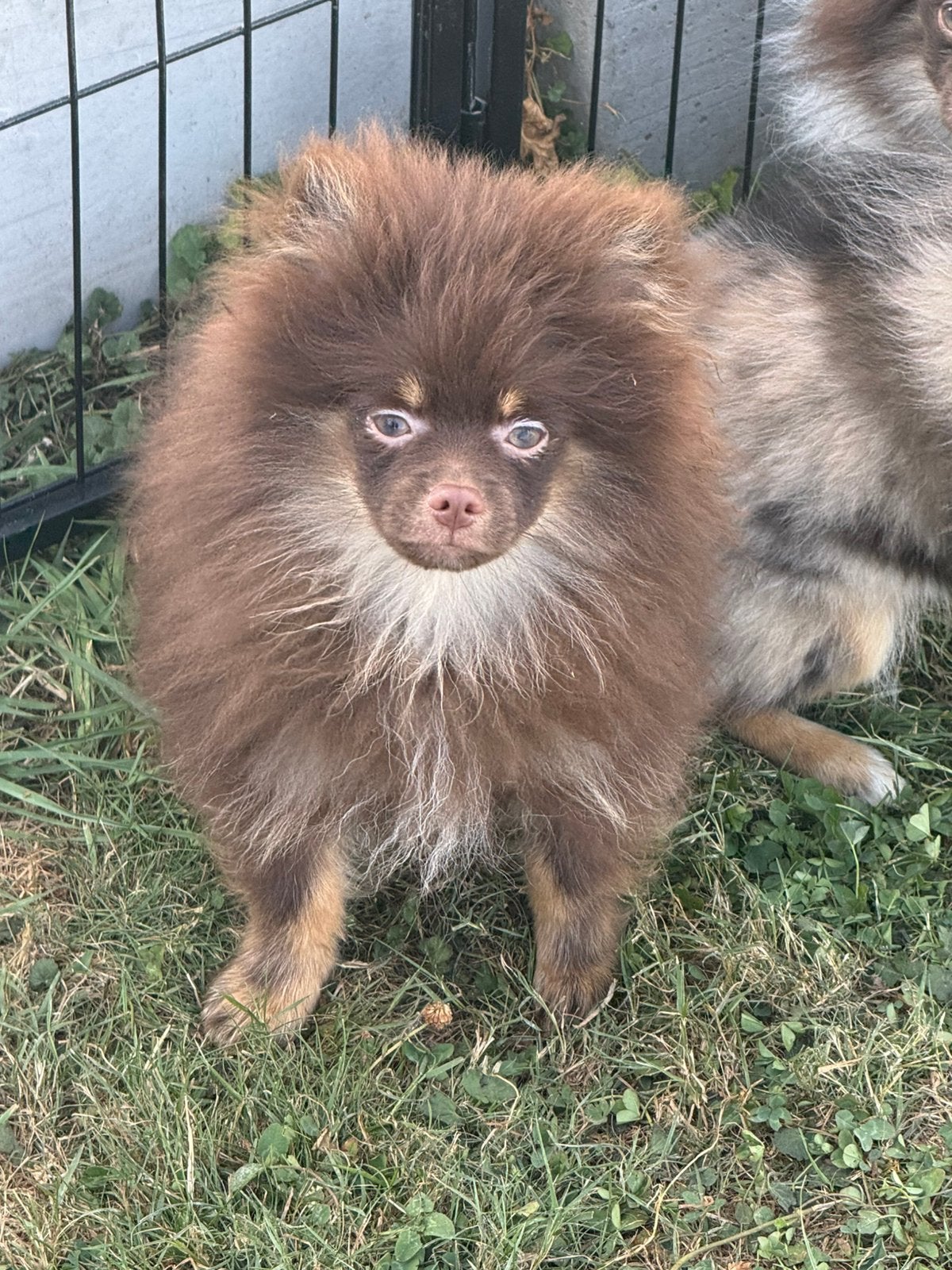 Keeshond pups, Parvo, België, Particulier, Keeshond