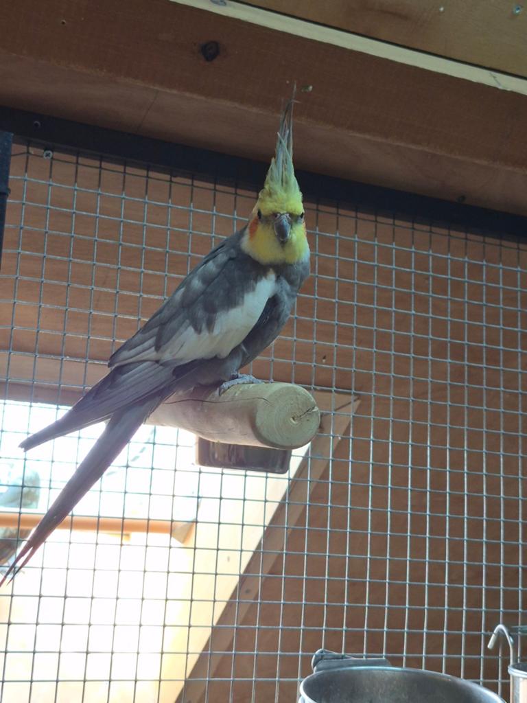 Koppel ef gezoomd man en wildkleur pop, Dieren en Toebehoren, Meerdere dieren, Parkiet