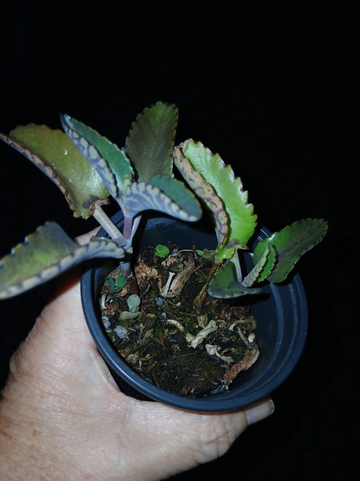 Mother of thousands, Ophalen, Halfschaduw, Minder dan 100 cm