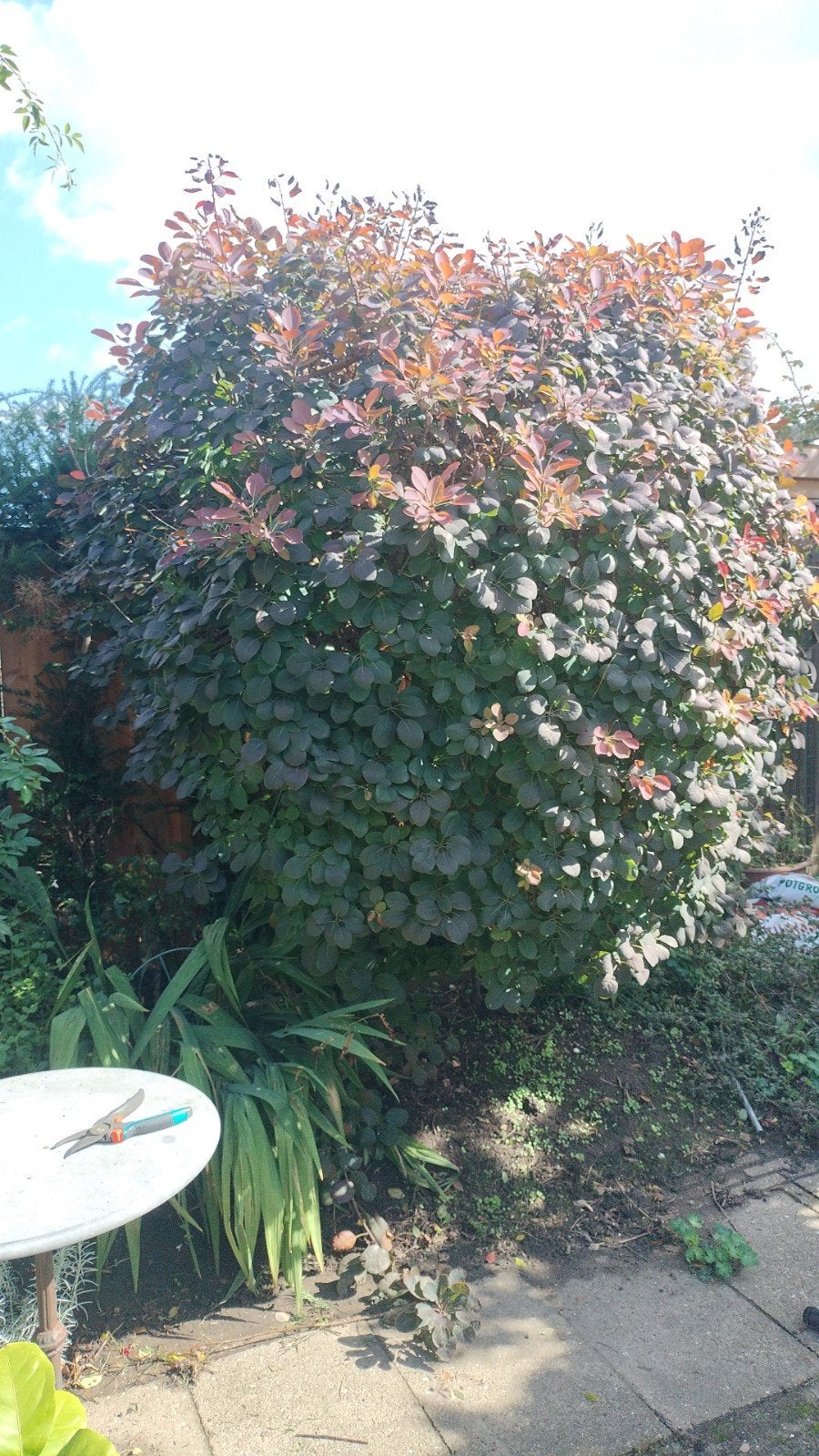 Pruikenboom (Cotinus coggygria 'Royal Purple'),, Tuin en Terras, Lente, 100 tot 250 cm, Ophalen, Volle zon