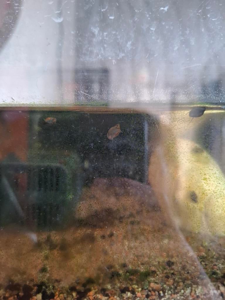 Aquariumslakken, Ophalen of Verzenden