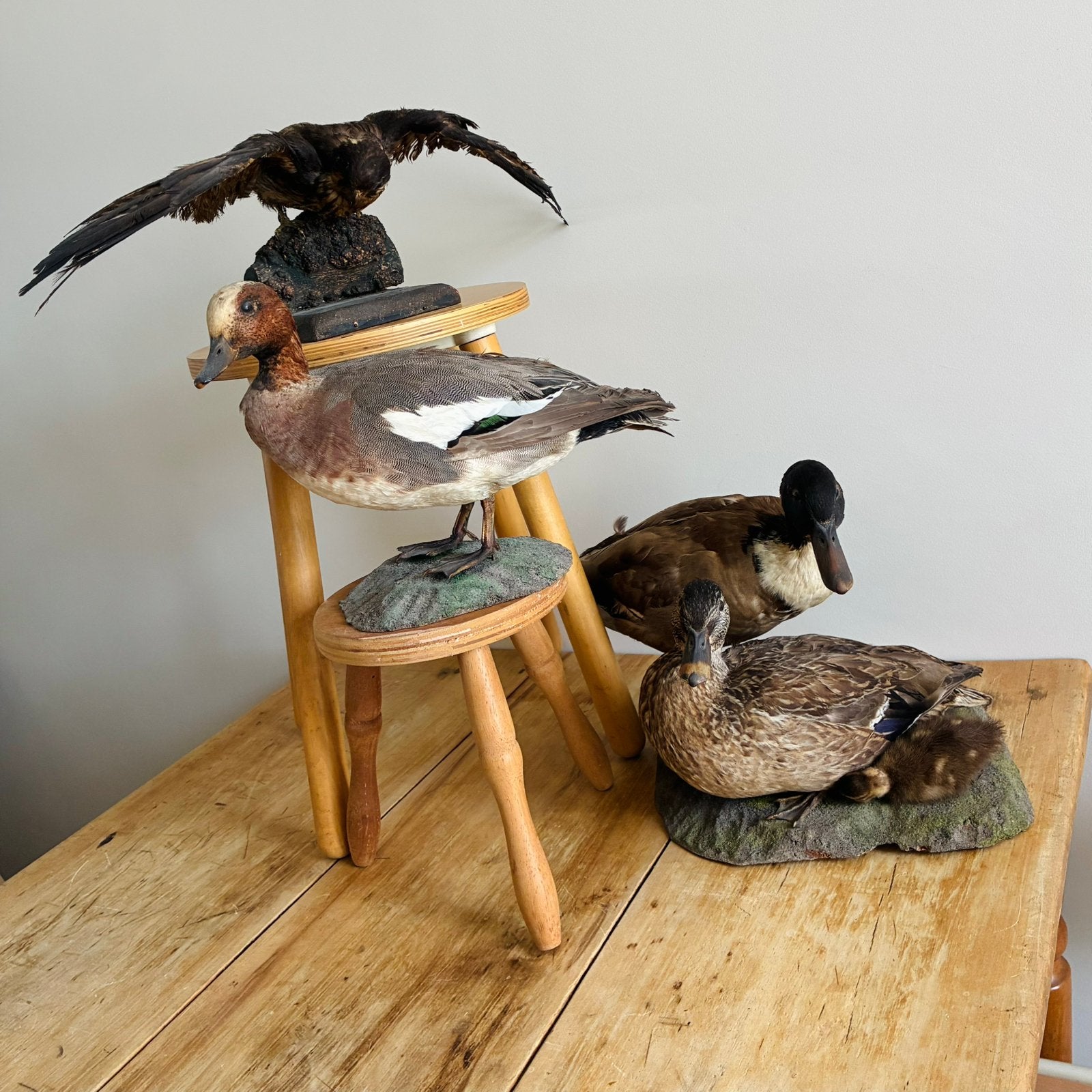 Opgezette valk smient en eenden paar kuiken taxidermie, Ophalen, Zo goed als nieuw, Hout