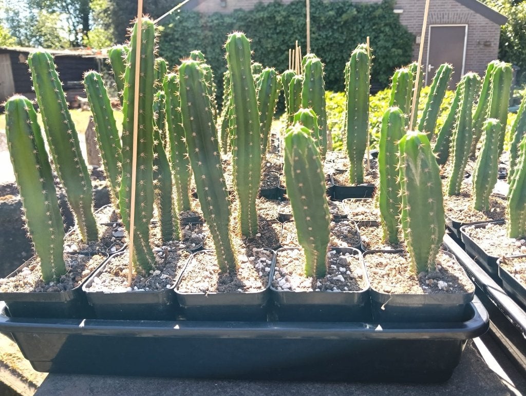 San Pedro cactus (bevat mescaline), Verzenden, Cactus, Minder dan 100 cm, Volle zon
