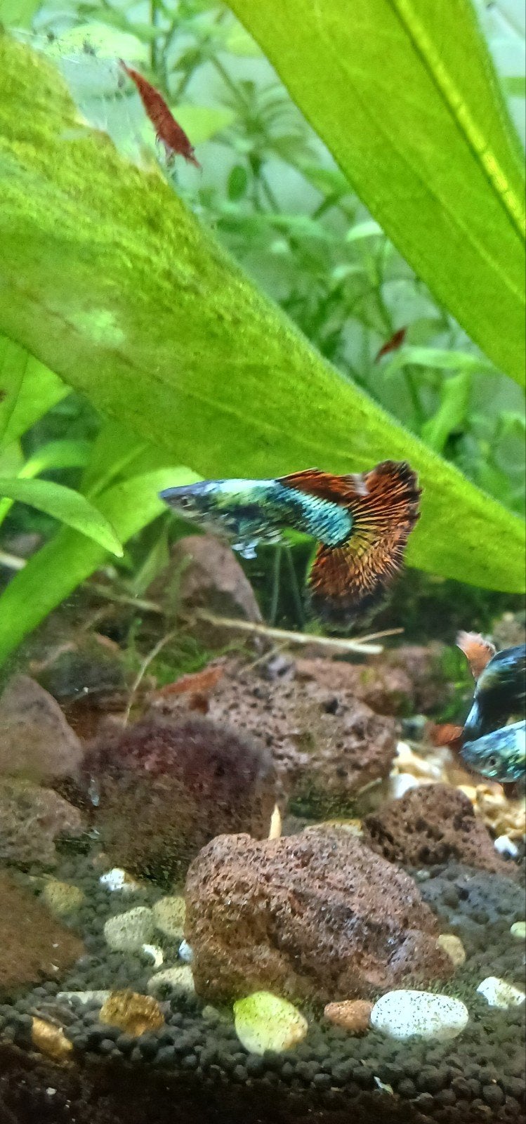 Te koop mooie platinum red dragon guppen  raszuiver, Dieren en Toebehoren, Vissen | Aquariumvissen, Vis, Zoetwatervis, Schoolvis