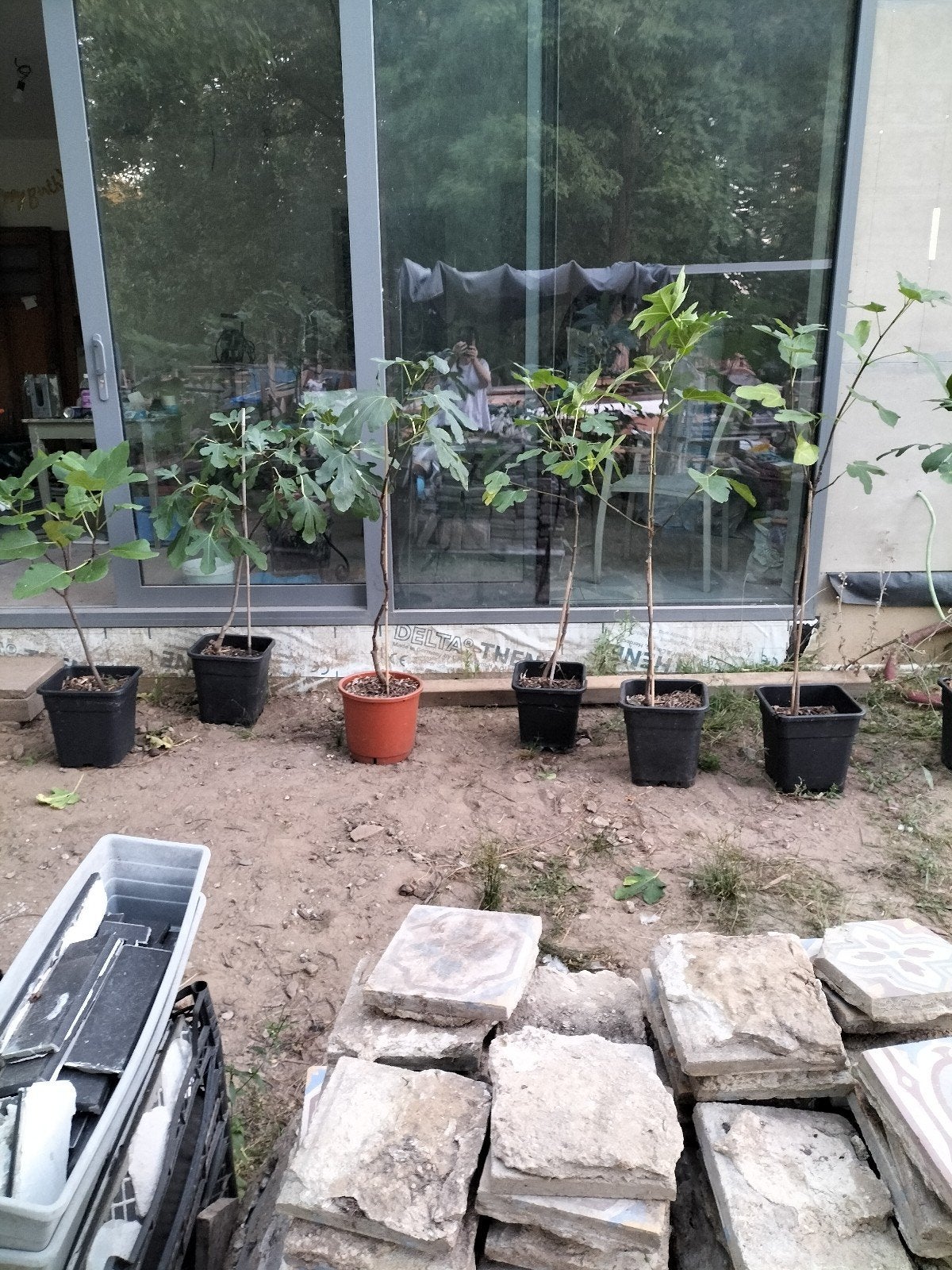 Vijgenbomen in pot  met vruchten - Diverse maten, Tuin en Terras, Ophalen, Volle zon, Vaste plant, Zomer