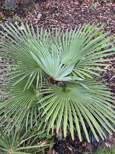 Trachycarpus princeps x Naggy, Ophalen of Verzenden, Lente, Minder dan 100 cm, Palmboom