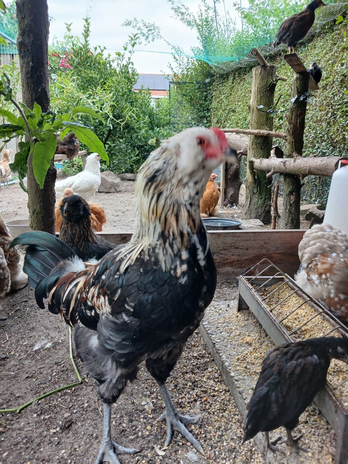 Trio araucana met staart., Dieren en Toebehoren, Pluimvee, Meerdere dieren, Kip
