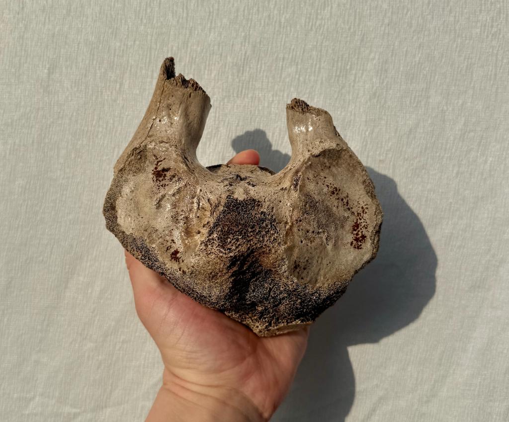 Draaier Wervel Mammoet Fossiel, Verzamelen, Mineralen en Fossielen, Ophalen of Verzenden, Fossiel