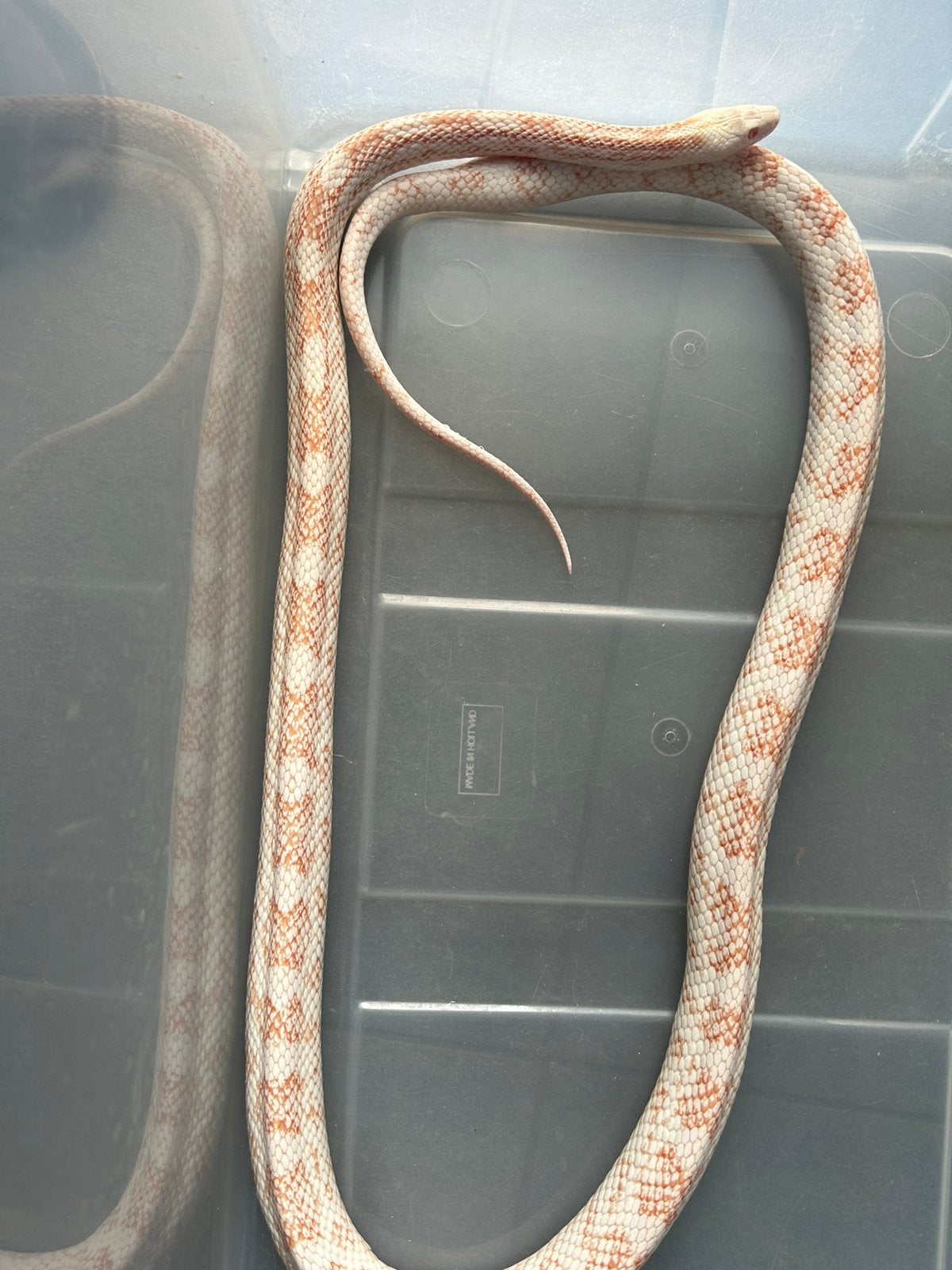 Korenslang te koop Corn Snake photo 4