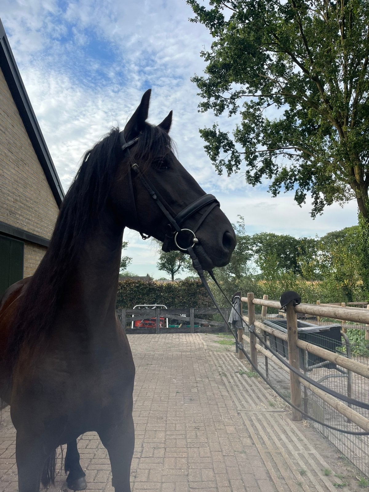 Fries Arabier Arabo Fries Paard, Merrie, Met stamboom, Dressuurpaard, 3 tot 6 jaar