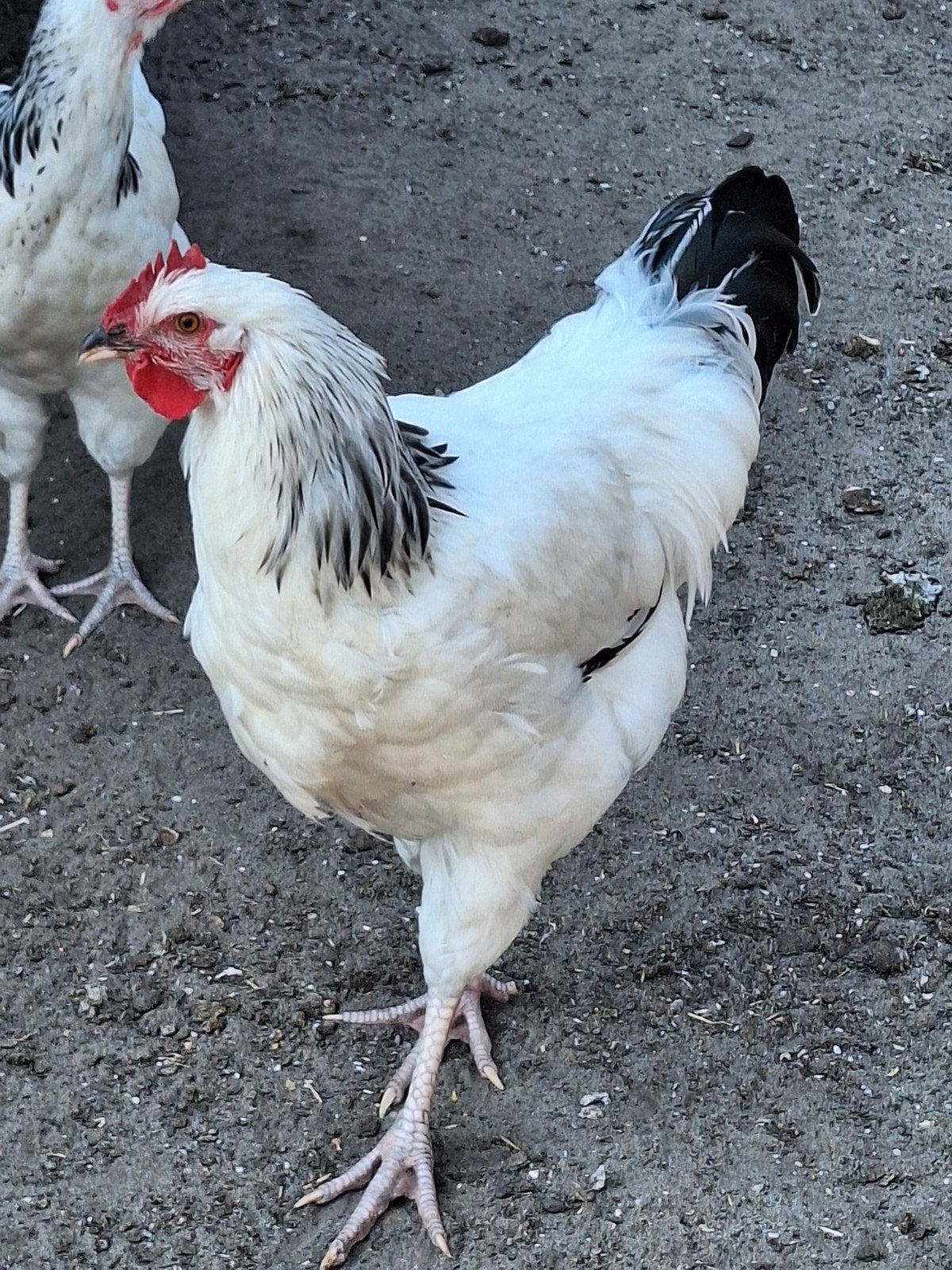 jonge Sussex hanen, Dieren en Toebehoren, Pluimvee, Mannelijk, Kip