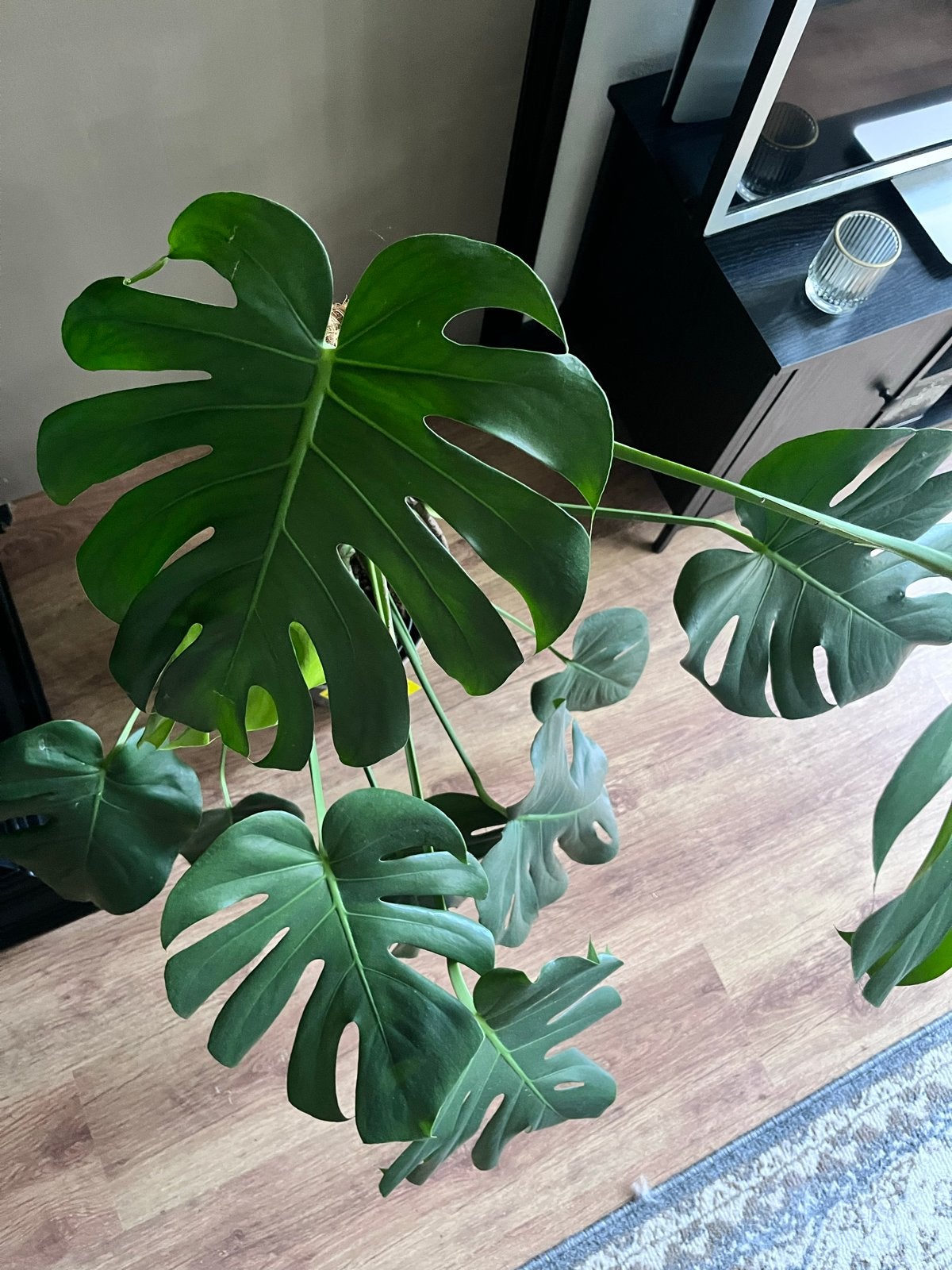 Monstera Deliciosa plant met mosstok - 80 cm, Vaste plant, Halfschaduw, Zomer, Ophalen