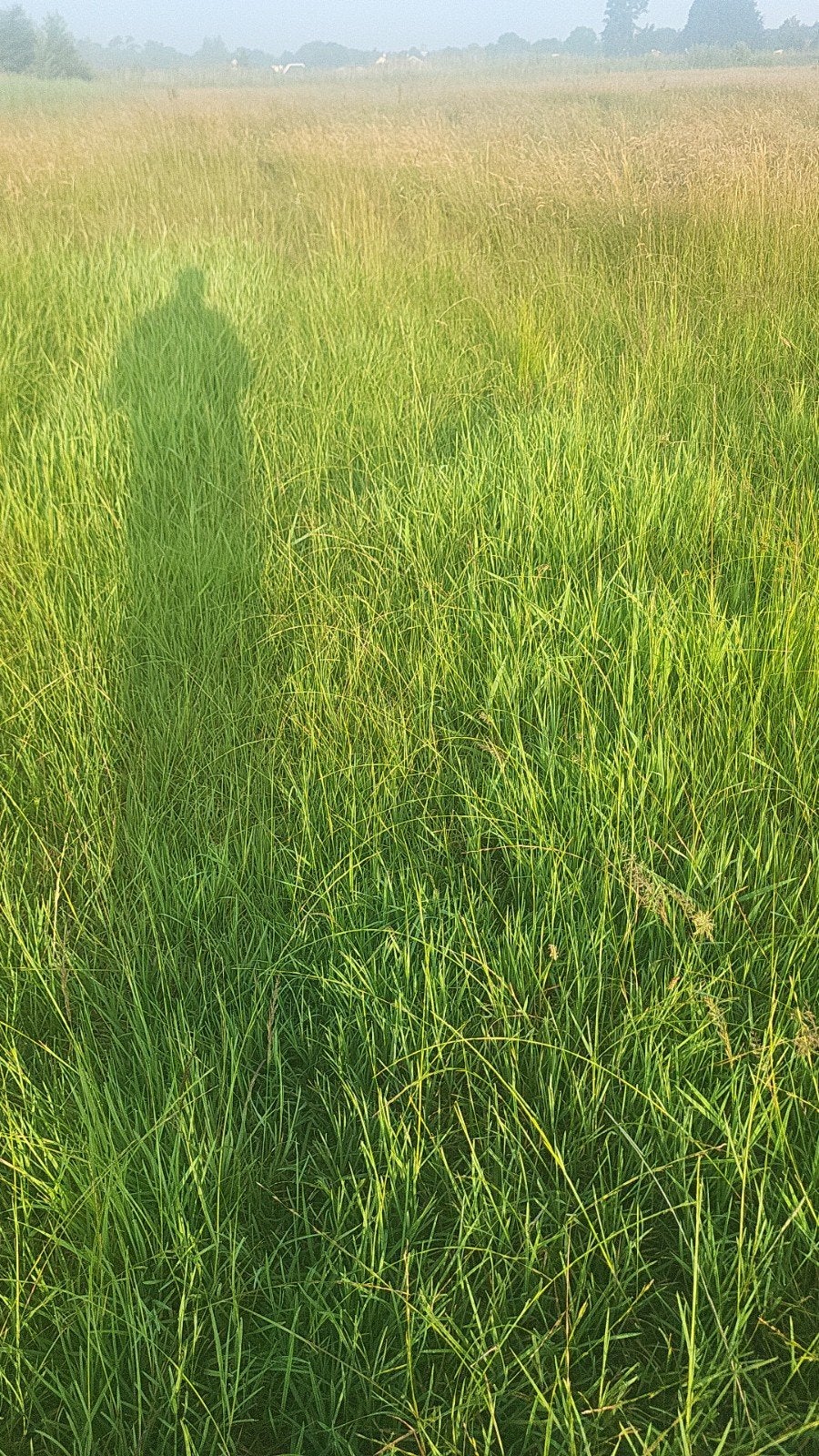 gras op stam gezocht omgeving terwolde epe heerde hattem