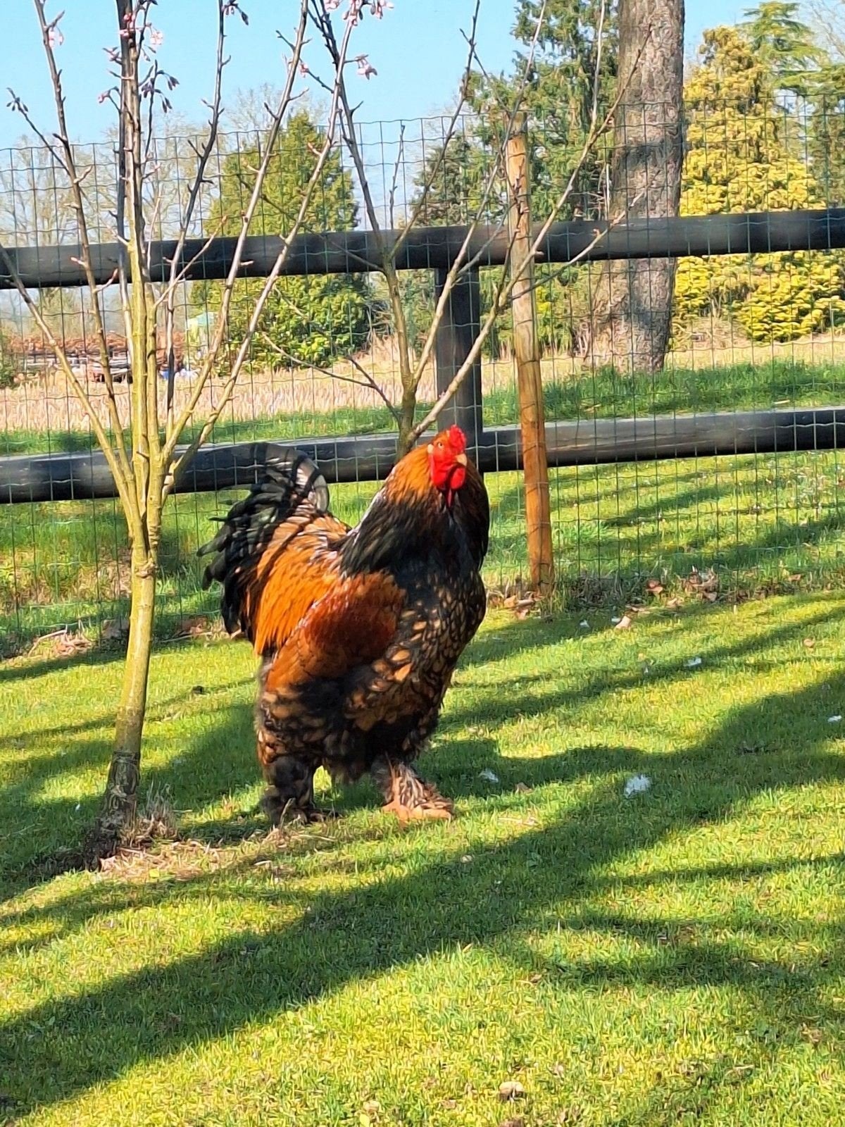 Eieren brahma kip bevrucht eitjes ei brama, Geslacht onbekend, Kip