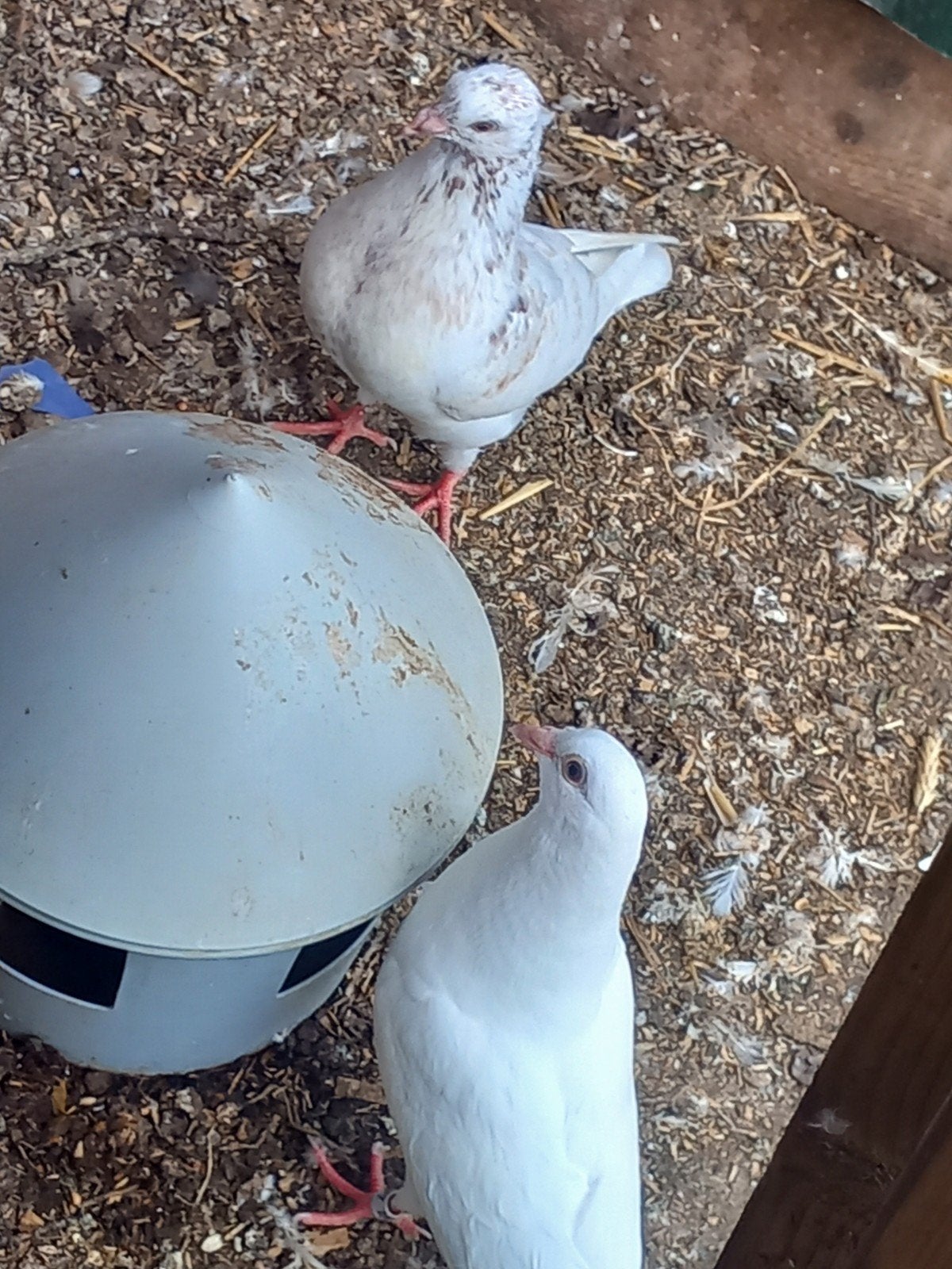 Slenk x tilduif lokkers kroppers, Dieren en Toebehoren, Meerdere dieren, Kropper