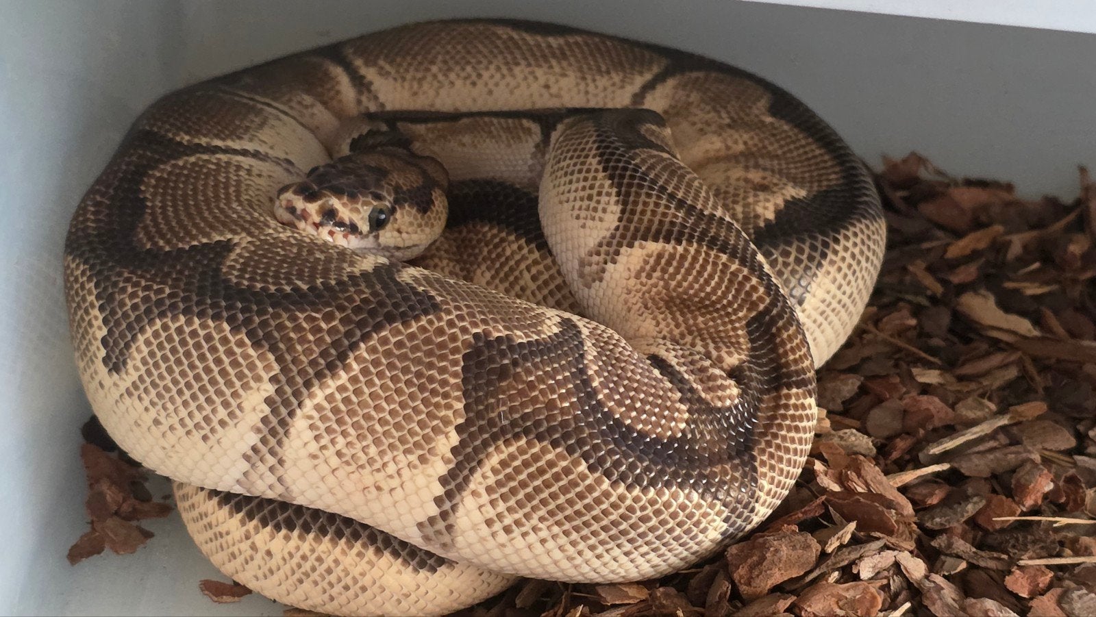 Koningspython Super OD Clown man Ball Python - male for sale from E. Heuperman