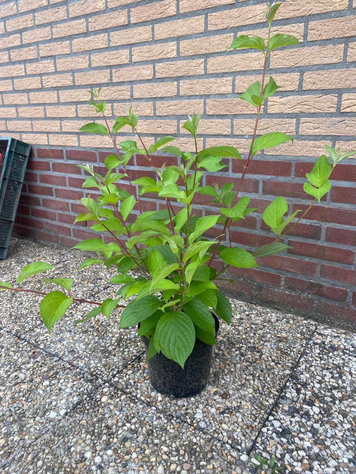 cornus alba sibirica, Tuin en Terras, Planten | Struiken en Hagen, Ophalen, Overige soorten, 100 tot 250 cm